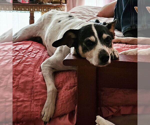 Medium Photo #7 Rat Terrier Puppy For Sale in Atlanta, GA, USA