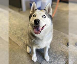 Siberian Husky Dogs for adoption in Camarillo, CA, USA