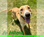 Small #2 American Staffordshire Terrier-Catahoula Leopard Dog Mix