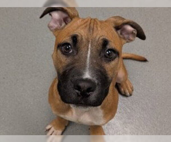 Medium Photo #1 Mutt Puppy For Sale in Redwood City, CA, USA