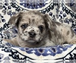 Small #3 French Bulldog