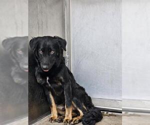 Siberian Husky Dogs for adoption in Downey, CA, USA