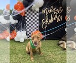 Small #8 American Pit Bull Terrier Mix