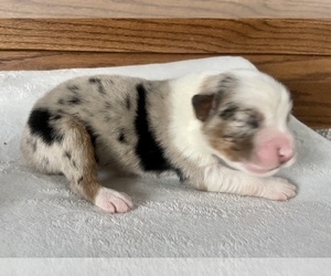 Australian Shepherd Puppy for sale in ROBERTS, IL, USA