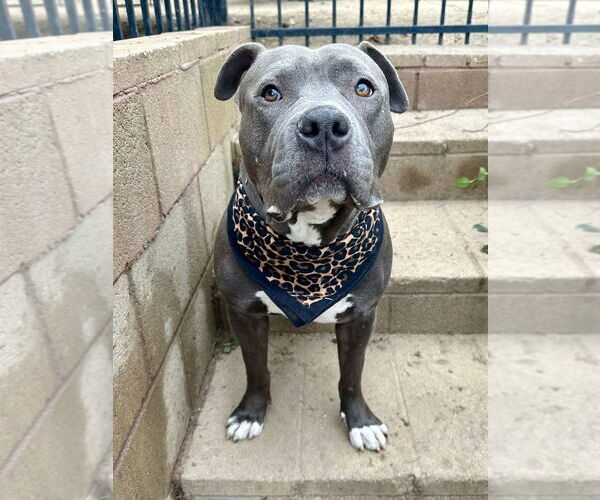 Medium Photo #8 American Staffordshire Terrier-Unknown Mix Puppy For Sale in Redlands, CA, USA