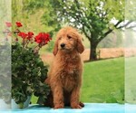 Small Photo #2 Goldendoodle Puppy For Sale in GAP, PA, USA