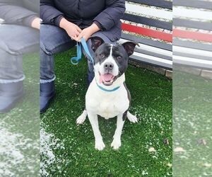 Blaze - Male American Staffordshire Terrier-Unknown Mix Dog for Adoption - Photo #6