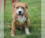 Small #4 Boxer Mix