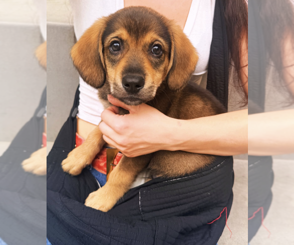 Medium Photo #1 Mutt Puppy For Sale in Brooklyn, NY, USA