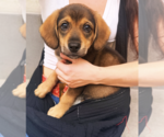 Small Mutt
