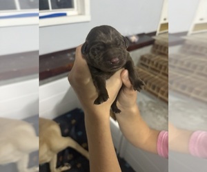Labrador Retriever Puppy for sale in VALDOSTA, GA, USA