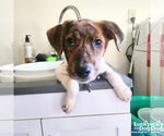Small #3 Spaniel Mix