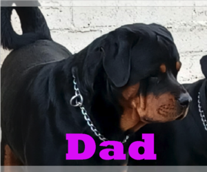 Father of the Rottweiler puppies born on 02/18/2022