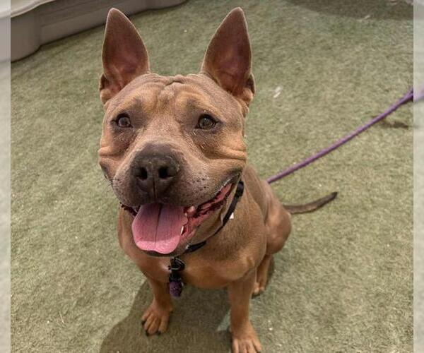 Medium Photo #1 American Pit Bull Terrier-Unknown Mix Puppy For Sale in Las Vegas, NV, USA