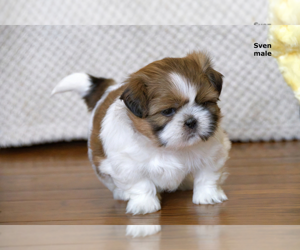 Medium Photo #14 Shih Tzu Puppy For Sale in CLARE, MI, USA