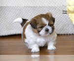 Small #13 Shih Tzu