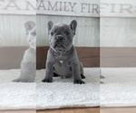 Small #2 French Bulldog