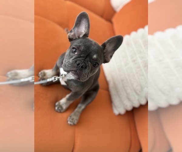 Medium Photo #1 French Bulldog Puppy For Sale in FORT WAYNE, IN, USA
