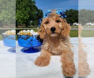 Goldendoodle Puppy for sale in KISSIMMEE, FL, USA