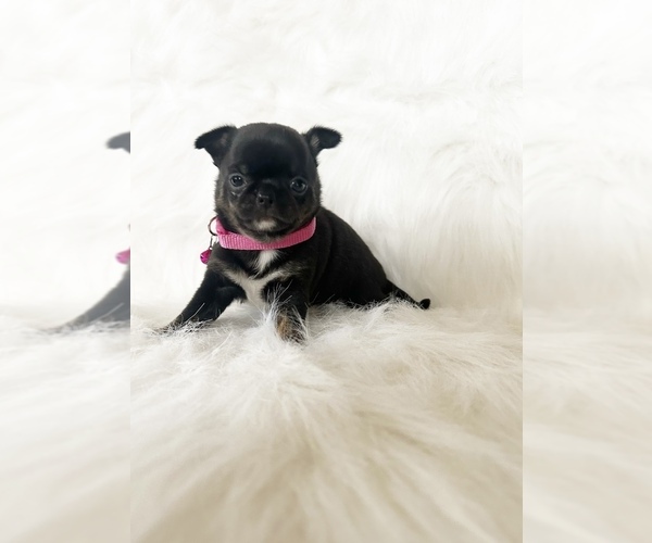 Medium Photo #16 Chihuahua Puppy For Sale in SACRAMENTO, CA, USA