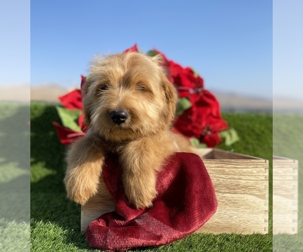 Medium Photo #2 Goldendoodle Puppy For Sale in PORTERVILLE, CA, USA