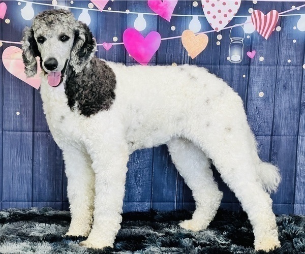 Medium Photo #15 Poodle (Standard) Puppy For Sale in BURNS, TN, USA