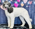 Small Photo #15 Poodle (Standard) Puppy For Sale in BURNS, TN, USA