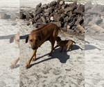 Small Photo #103 Rhodesian Ridgeback Puppy For Sale in MORONGO VALLEY, CA, USA