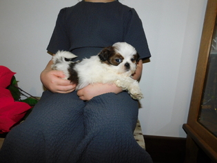 Shih Tzu Puppy for sale in FRESNO, OH, USA