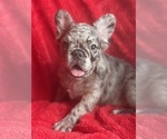 Small Photo #4 French Bulldog Puppy For Sale in BOSTON, MA, USA