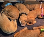 Small Photo #9 Goldendoodle Puppy For Sale in COLLINSVILLE, IL, USA