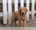 Small Photo #5 Labradoodle Puppy For Sale in MADERA, CA, USA