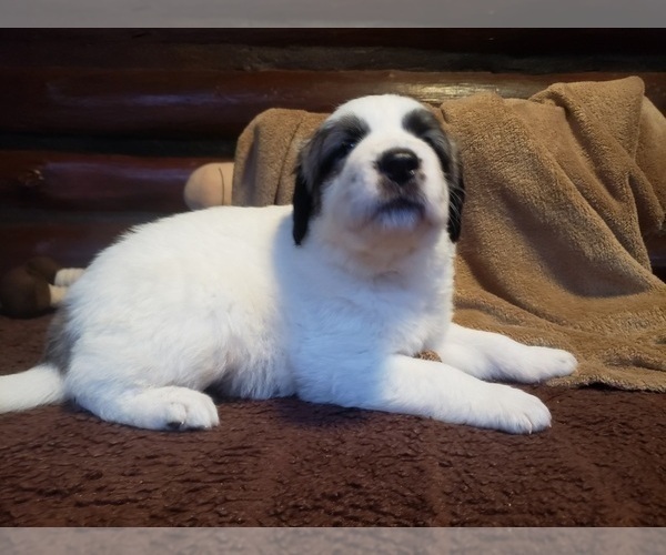 Medium Photo #1302 Anatolian Shepherd-Maremma Sheepdog Mix Puppy For Sale in LECANTO, FL, USA