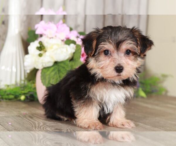 Medium Photo #1 Yorkshire Terrier Puppy For Sale in MOUNT VERNON, OH, USA