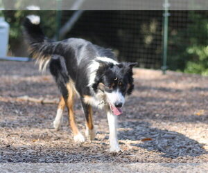 Border Collie Dogs for adoption in Paso Robles, CA, USA
