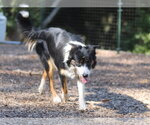 Tri - Female Border Collie Dog for Adoption - Small photo