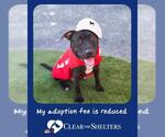 Small #3 Staffordshire Bull Terrier Mix