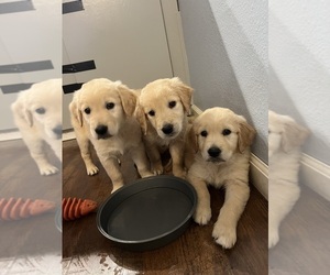 Golden Retriever Puppy for sale in LIVERMORE, CA, USA