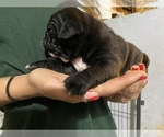 Small Photo #4 Olde English Bulldogge Puppy For Sale in FOSTER, RI, USA