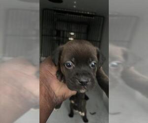 Labrador Retriever-Unknown Mix Dogs for adoption in Houston, TX, USA