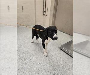 Borador Dogs for adoption in Conroe, TX, USA