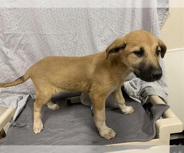 Medium Photo #1 German Shepherd Dog-Unknown Mix Puppy For Sale in Modesto, CA, USA
