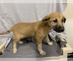 Small German Shepherd Dog Mix