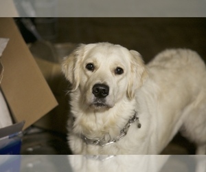 Mother of the Goldendoodle puppies born on 01/19/2025