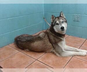 Siberian Husky Dogs for adoption in Downey, CA, USA