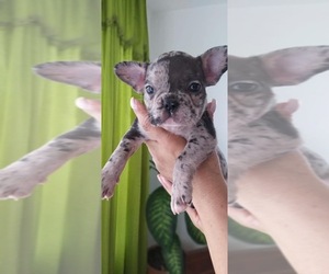 French Bulldog Puppy for sale in MIAMI, FL, USA