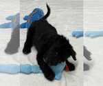 Small #1 Labrador Retriever Mix