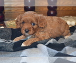 Small Photo #10 Cavapoo (Miniature) Puppy For Sale in GREENWOOD, WI, USA