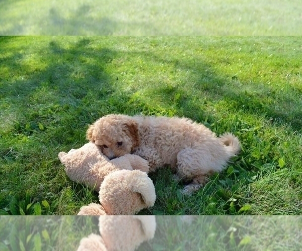 Medium Photo #4 Goldendoodle Puppy For Sale in FREMONT, CA, USA
