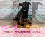 Small Photo #15 German Shepherd Dog Puppy For Sale in CLERMONT, FL, USA